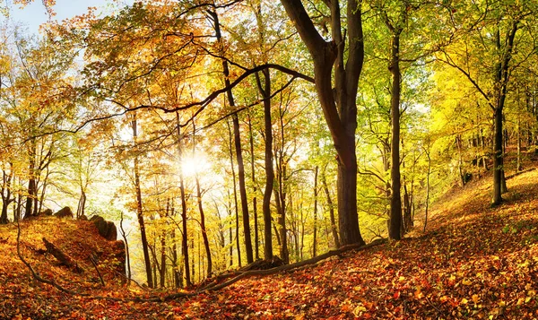 Güneşin Işık Sis Ağaçlar Güzel Işınları Döküm Ile Bir Ormanda — Stok fotoğraf