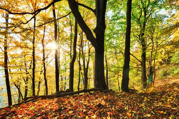 Varma Höst Landskapet Skog Med Solen Kastar Vackra Strålar Ljus — Stockfoto