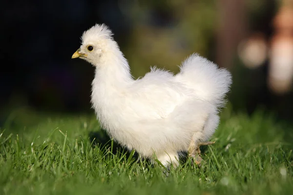 Peu Poulet Sur Une Herbe Plein Air — Photo