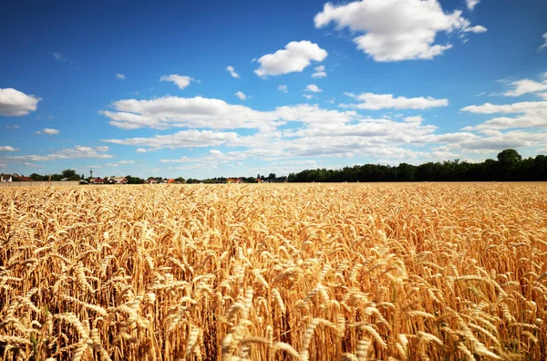 Campo Grano Con Sole Anb Cielo Blu Industria Agricola — Foto Stock