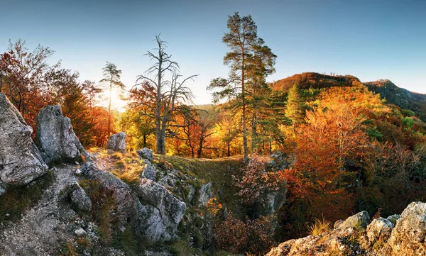Landcape Autumn Forest Mountain Sun — Stock Photo, Image