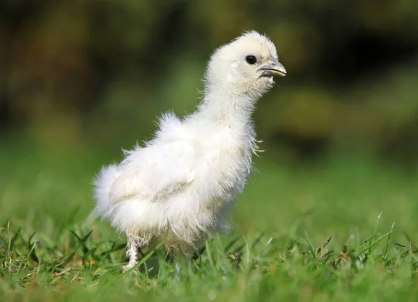 Poulet Soie Blanche Marchant Dans Jardin Verdoyant Été — Photo