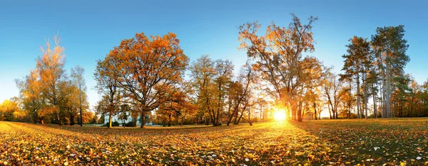 Podzimní Park Slunce Lesa Panorama — Stock fotografie