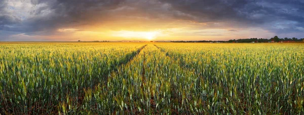 Пейзаж Пшеничним Полем Сільське Господарство Панорама — стокове фото