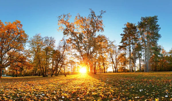 Güzel Park Bahçe Atumn Sonbahar Panorama Sunrise Park Slovakya — Stok fotoğraf