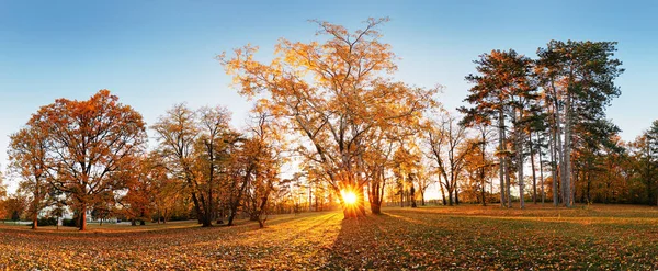Schöner Parkgarten Garten Herbstpanorama Park Bei Sonnenaufgang Der Slowakei — Stockfoto