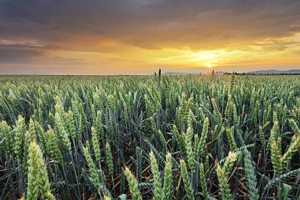 Tarweveld Landbouw Bij Zonsondergang — Stockfoto