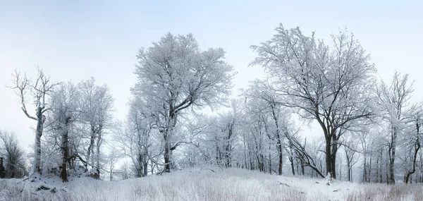 Κατεψυγμένο Τοπίο Χειμερινό Δάσος Ομίχλη — Φωτογραφία Αρχείου