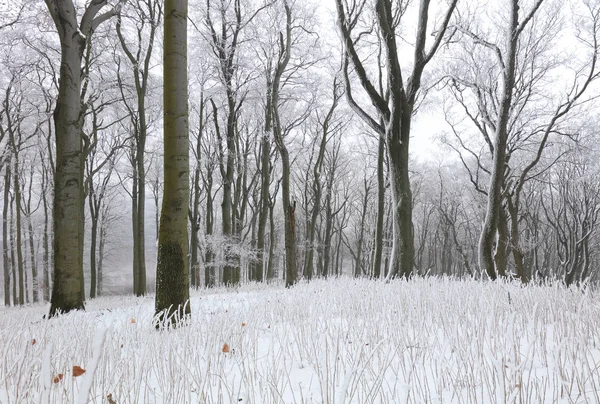 Zima Mroźnym Lesie Drzewem Śniegiem — Zdjęcie stockowe