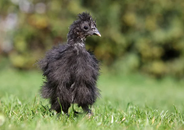 Poulet Bébé Dans Herbe Verte — Photo