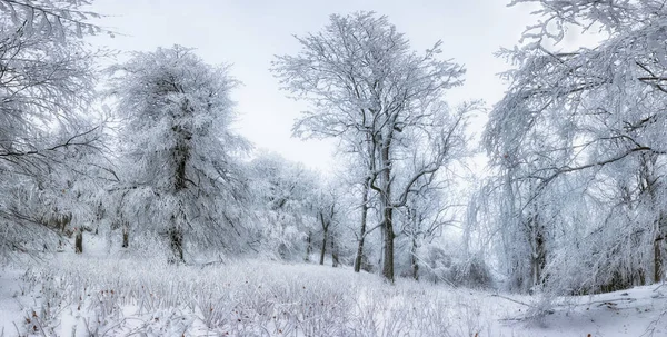 Paesaggio Congelato Foresta Nebbia Invernale — Foto Stock