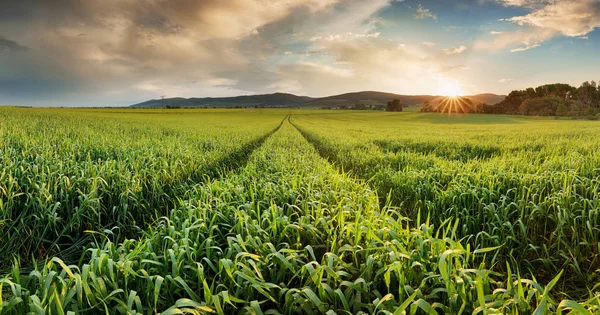 Panorama Paesaggio Campi Grano Con Sentiero — Foto Stock