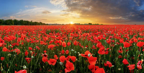 Campo Papoula Pôr Sol — Fotografia de Stock