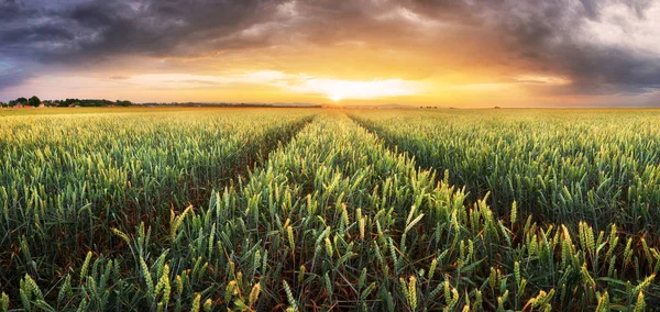 Tarweveld Landbouw Bij Zonsopgang — Stockfoto