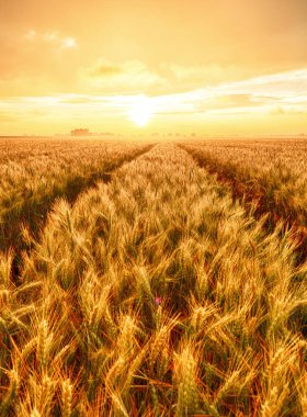 Buğday alan - tarım