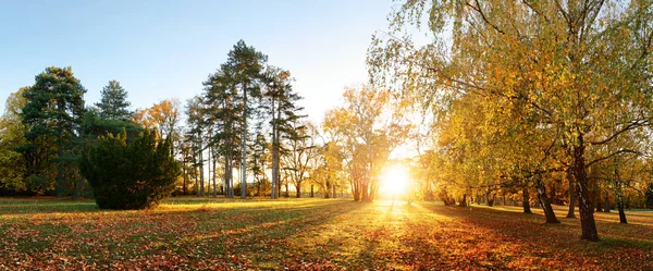 Panorama över höstens träd i skogen park vid solnedgången — Stockfoto