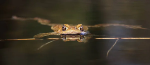 水 - では、ガマ蛙 — ストック写真