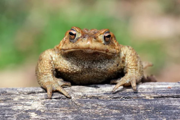 Toad (Bufo Bufo) is a frog native to sandy and heathland areas o — Stock Photo, Image
