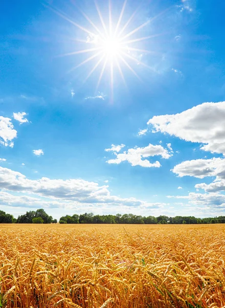 Zlaté pšenice flied slunce, venkovské krajiny zemědělství — Stock fotografie