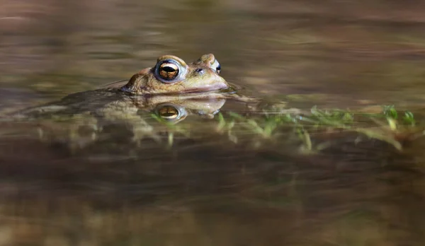 水 - では、ガマ蛙 — ストック写真