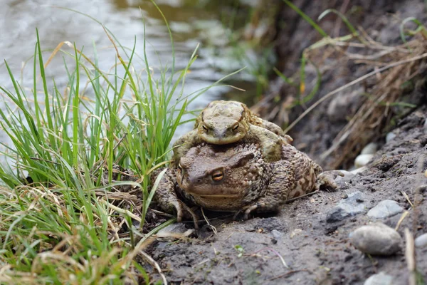 Wildkröten paaren sich im Wasser. Europäische Kröte, bufo bufo — Stockfoto