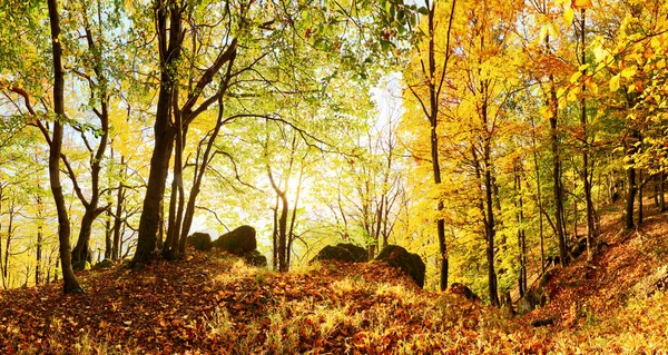 Warme herfst landschap in een bos, met de zon mooie gieten — Stockfoto