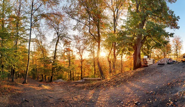 Queda na floresta - panorama ao pôr do sol — Fotografia de Stock