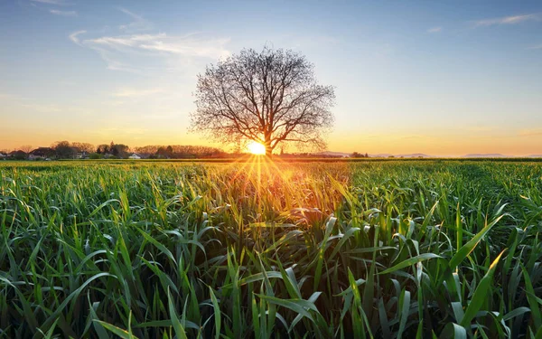 Grönt fält vid solnedgången med träd — Stockfoto
