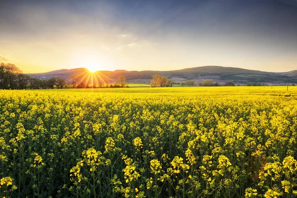 Campo giallo al tramonto con colza — Foto Stock