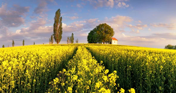 Landskap på gula rapsfält vid solnedgången med kapell — Stockfoto