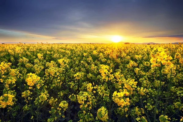 Canola yellow field, landscape on a background of clouds at suns — Stock Photo, Image