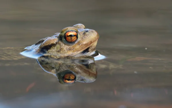 Retrato de um belo sapo com a cabeça acima da superfície da água — Fotografia de Stock