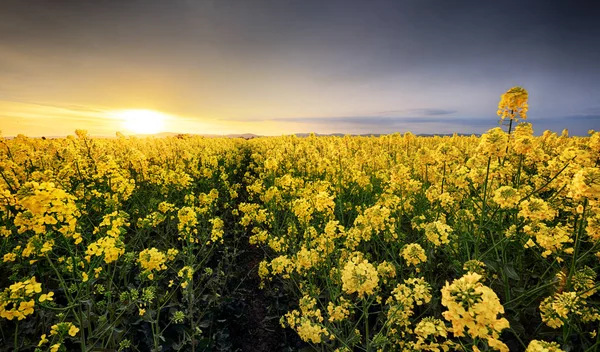 Canola Yellow veld, landschap op een achtergrond van wolken bij Suns — Stockfoto