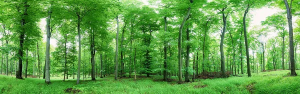 Green forest panorama at rain — Stock Photo, Image