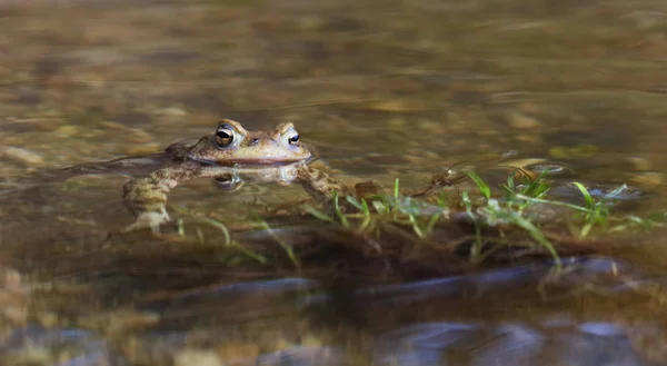 Portrait of a beautiful toad with head above the water surface — Stock Photo, Image