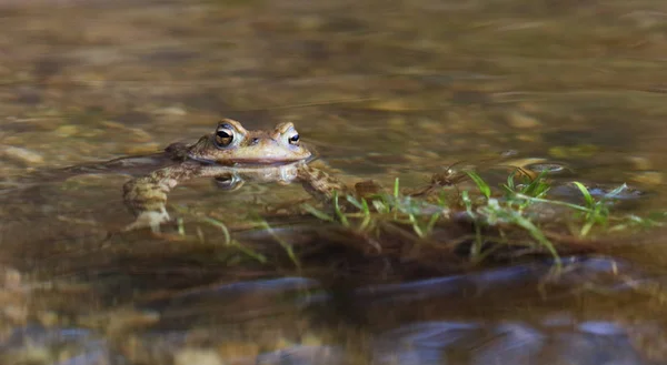 水面の上に頭を持つ美しいヒキガエルの肖像画 — ストック写真