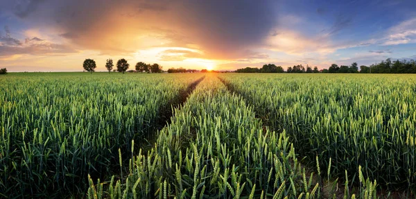 Agricultura - Panorama do campo de trigo ao pôr-do-sol com estrada — Fotografia de Stock