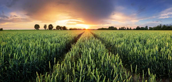 Landwirtschaft - Weizenfeld-Panorama bei Sonnenuntergang mit Straße — Stockfoto