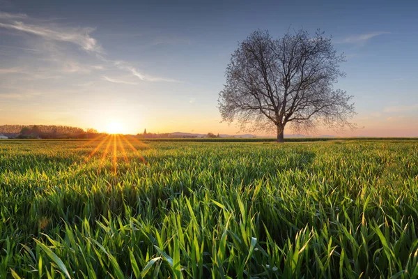 Groen veld bij zonsondergang met boom — Stockfoto