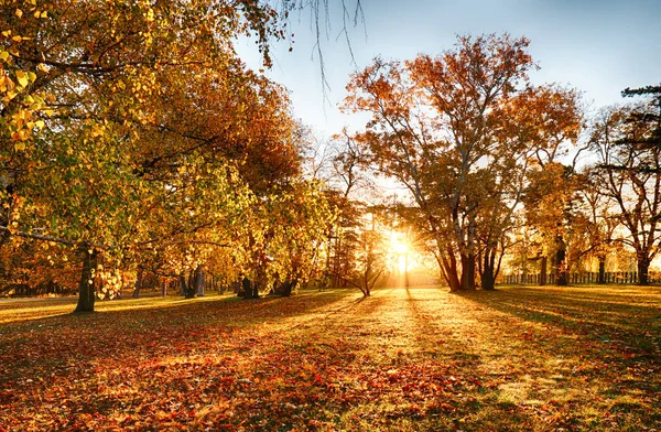 Träd med mångfärgade löv på gräset i parken. (Varberg) — Stockfoto