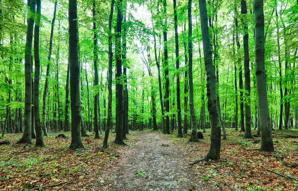 Forêt verte et herbe aux arbres — Photo