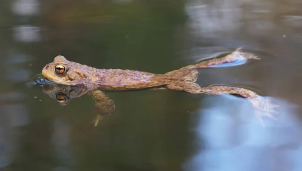 水 - では、ガマ蛙 — ストック写真