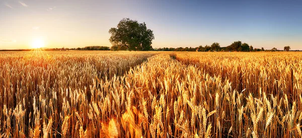 Panorama voado de trigo com árvore ao pôr do sol, campo rural - Ag — Fotografia de Stock