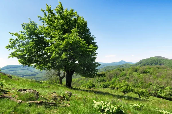 Copac verde pe un deal — Fotografie, imagine de stoc
