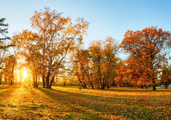 Panorama foresta autunnale in parco — Foto Stock