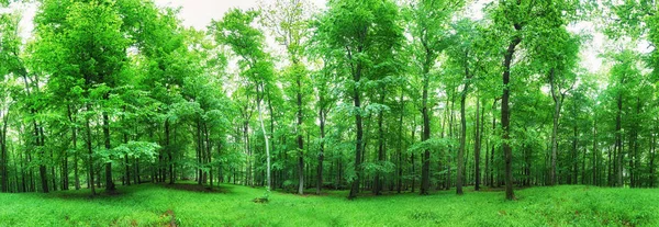 Paesaggio forestale con erba verde e boschi in primavera — Foto Stock