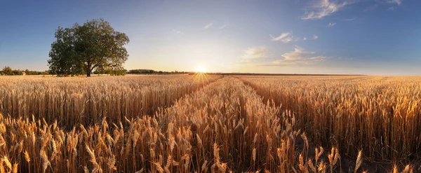 Vetefält. Öron av gyllene vete närbild. Vacker lantlig scen — Stockfoto