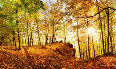 güneş ile sonbaharda orman ile landcape