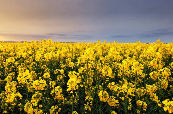 Canola yellow field, landscape on a background of clouds at suns — Stock Photo, Image