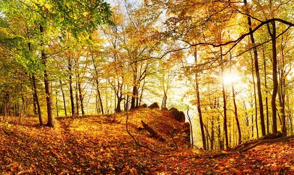 Güneş ile sonbaharda orman ile landcape — Stok fotoğraf
